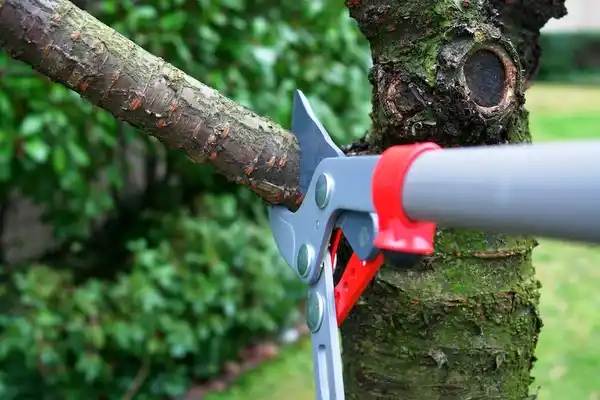 tree services Somerset